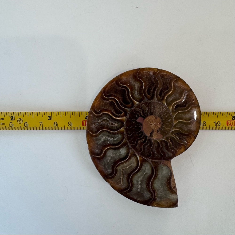 Large Matching Pair of Iridescent Polished Ammonite Fossils from Morocco - Picture 13 of 16